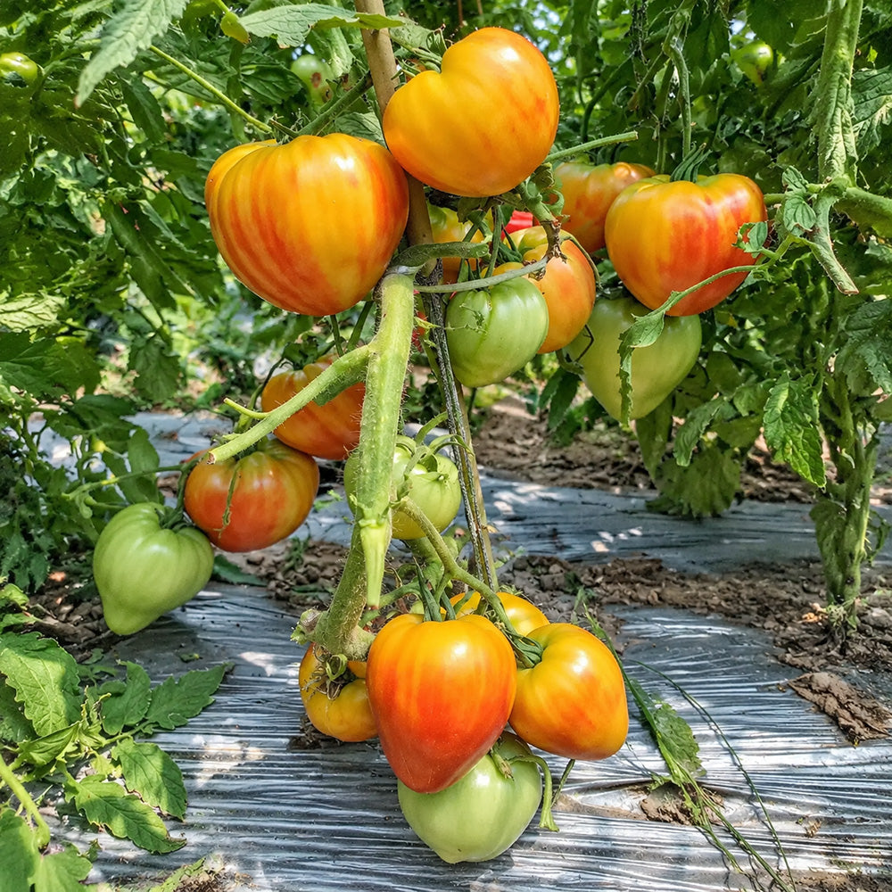36 Pomaranch Tomato