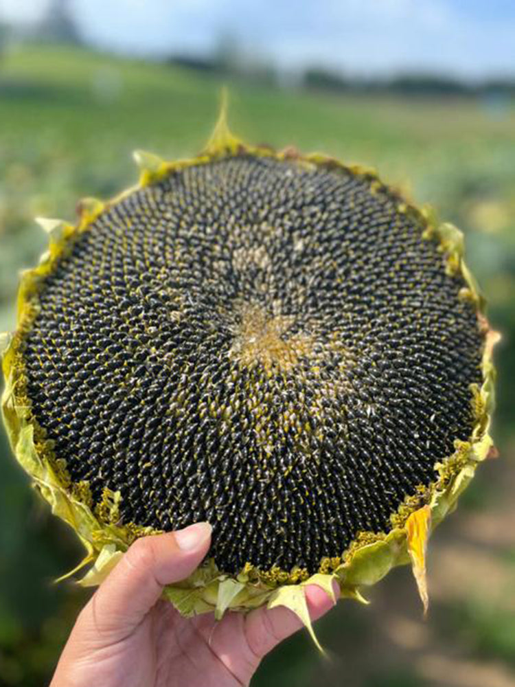 Short-stemmed Oil Sunflower