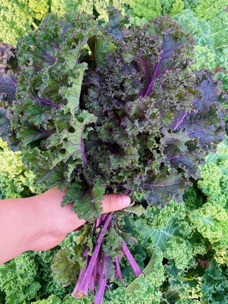 Ziyu No. 1 Kale