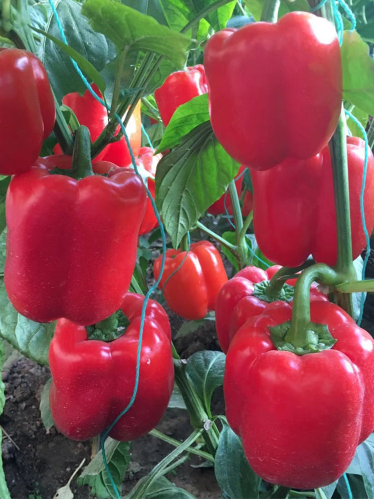 Red Bell Peppers (Capsicum annuum)