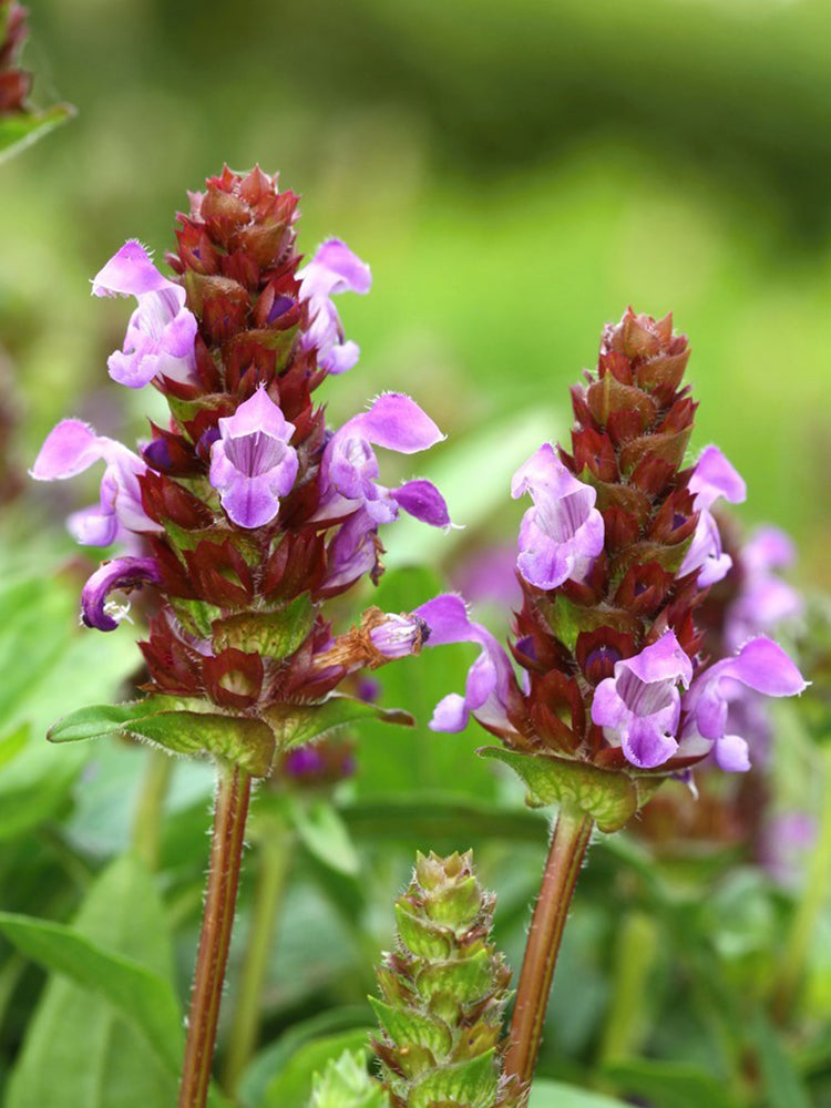 Large-Flowered Selfheal (Mixed Colors)