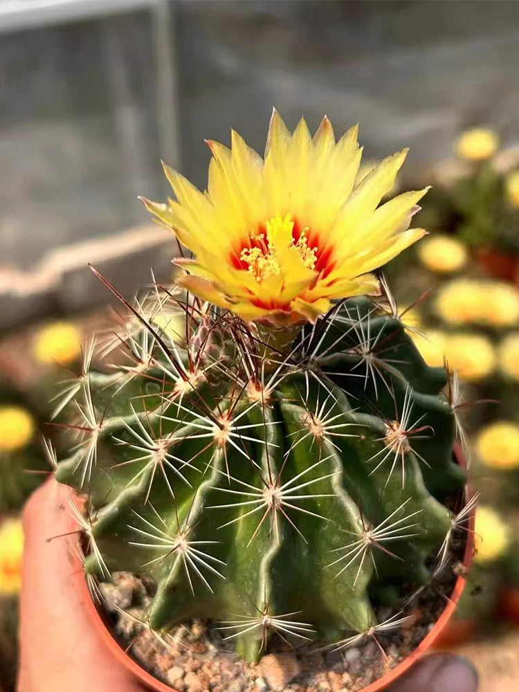 Thelocactus setispinus