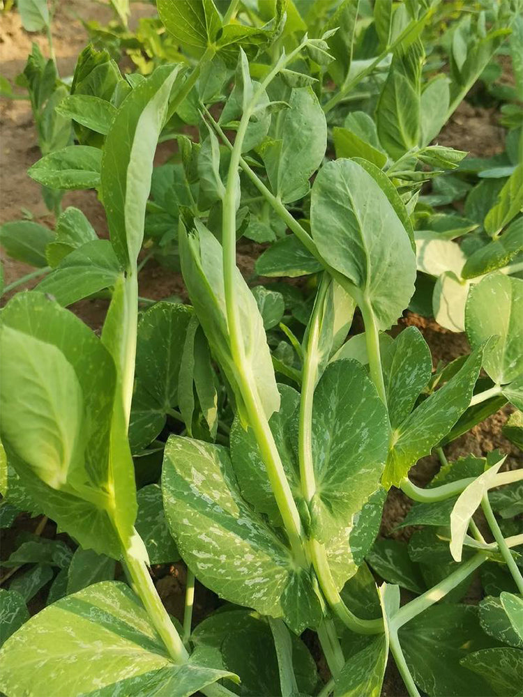 Jiemei Beardless Pea Shoots
