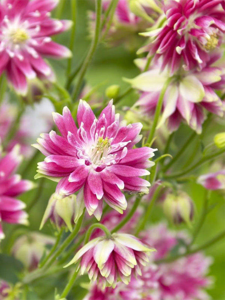 Hezhichun Aquilegia 'Barlow'
