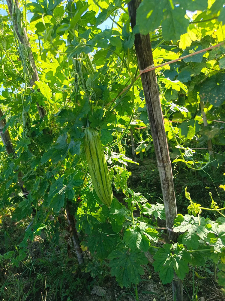Jiemei 13 Bitter Gourd