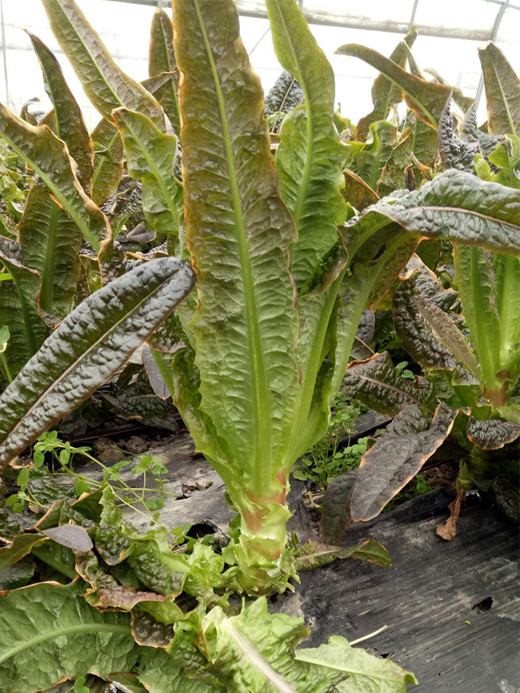 'Xiangsihong' Stem Lettuce
