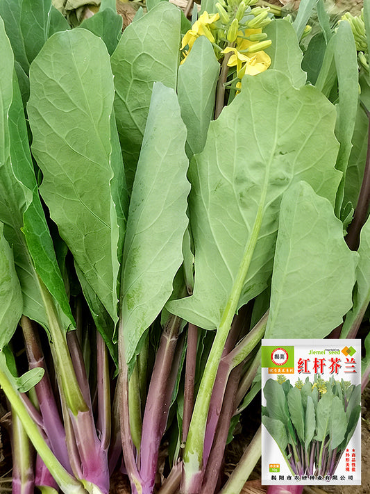 Red-Stemmed Chinese Kale