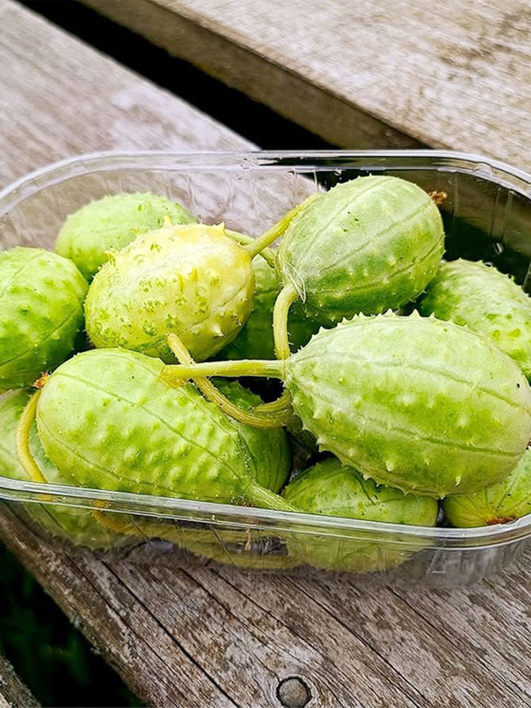 West Indian Gherkin