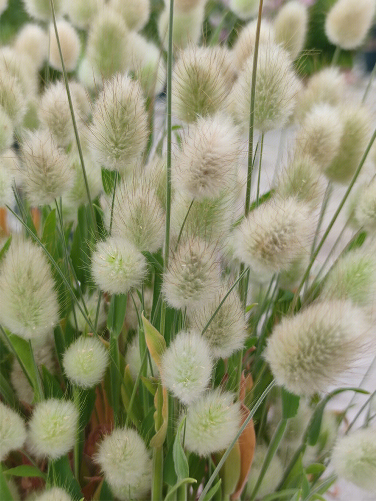 Hezhichun Bunny Tail Grass