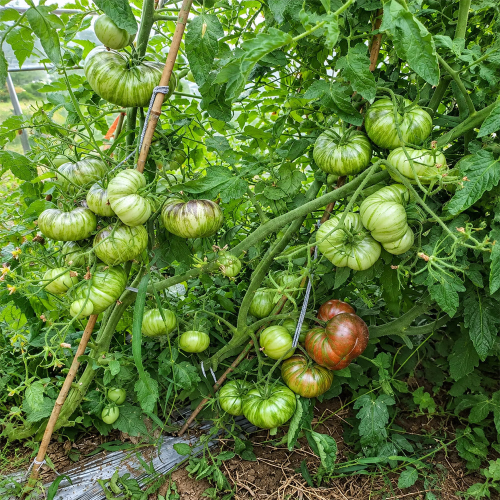 114 Marsha's Starfighter Beefsteak Tomato