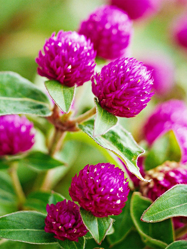 Hezhichun Purple Globe Amaranth