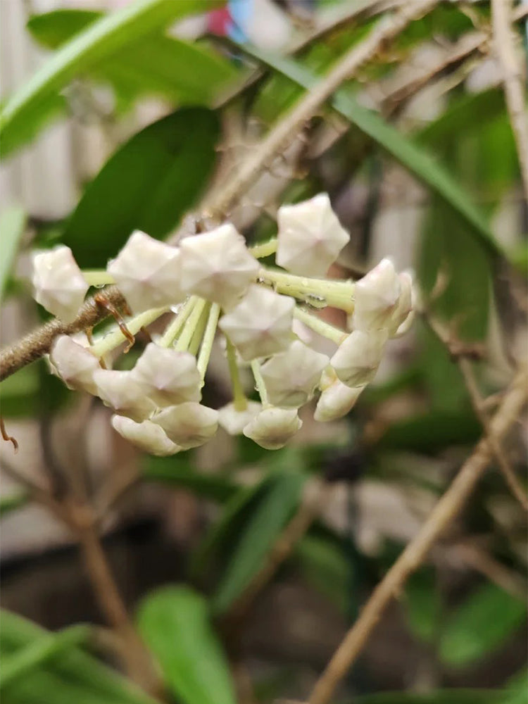 Hoya carnosa 'Jade' Unrooted Stem Cuttings