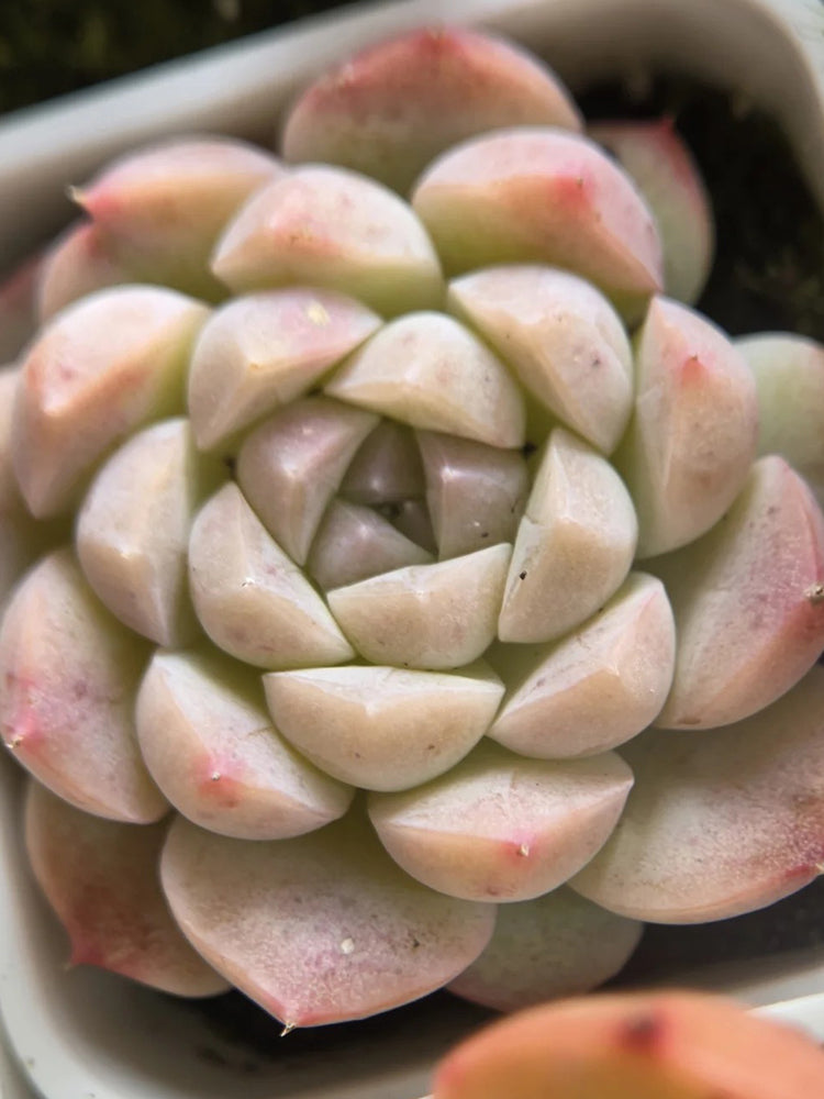 Echeveria 'Monroe'