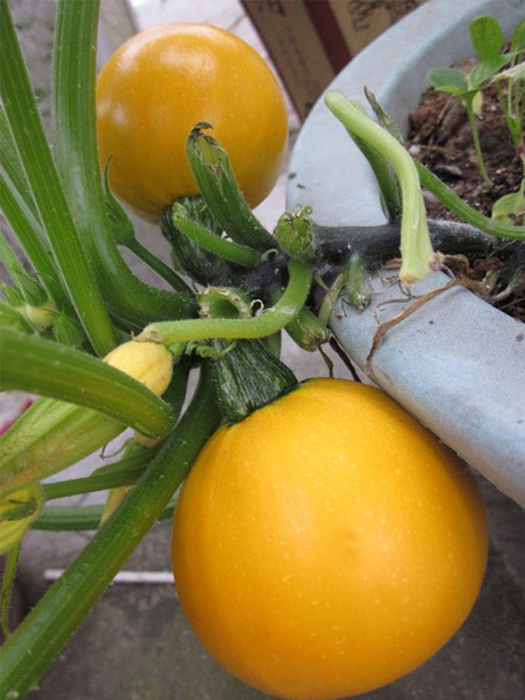 Yellow Pearl Zucchini