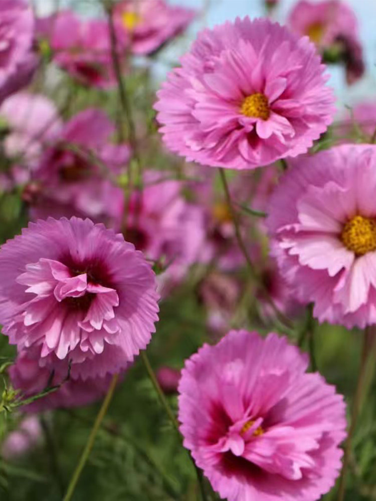 Pink Double Petal Cupcake Cosmos