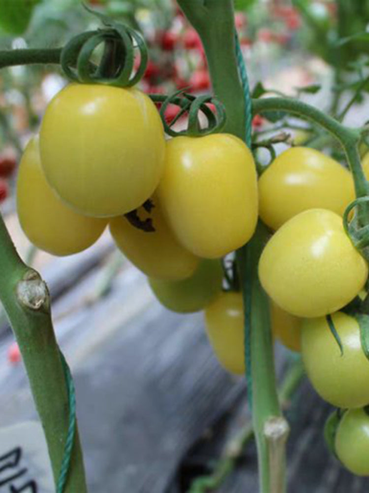 Cream White Cherry Tomato F1