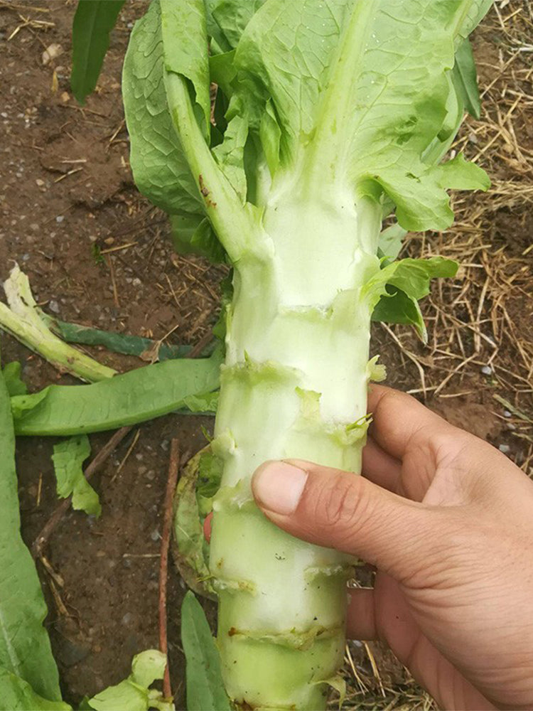 'Keguang No.1' Stem Lettuce