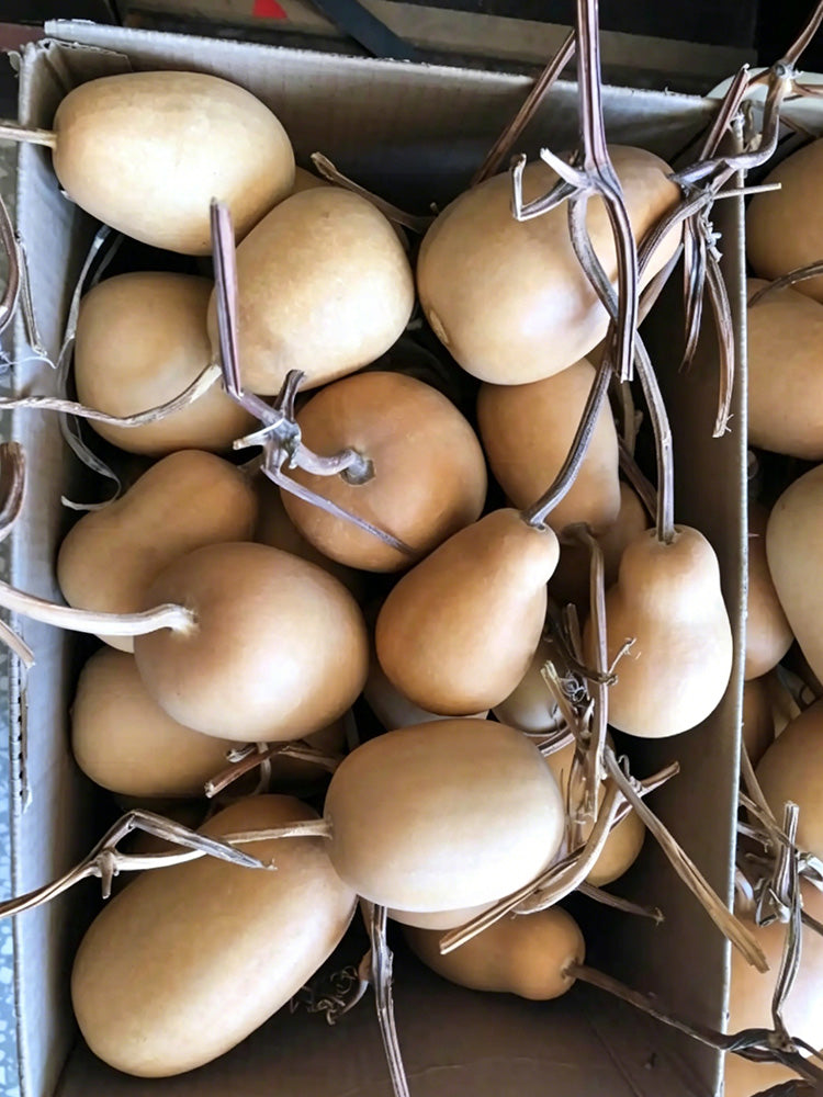 'Little Winter Melon' Gourd