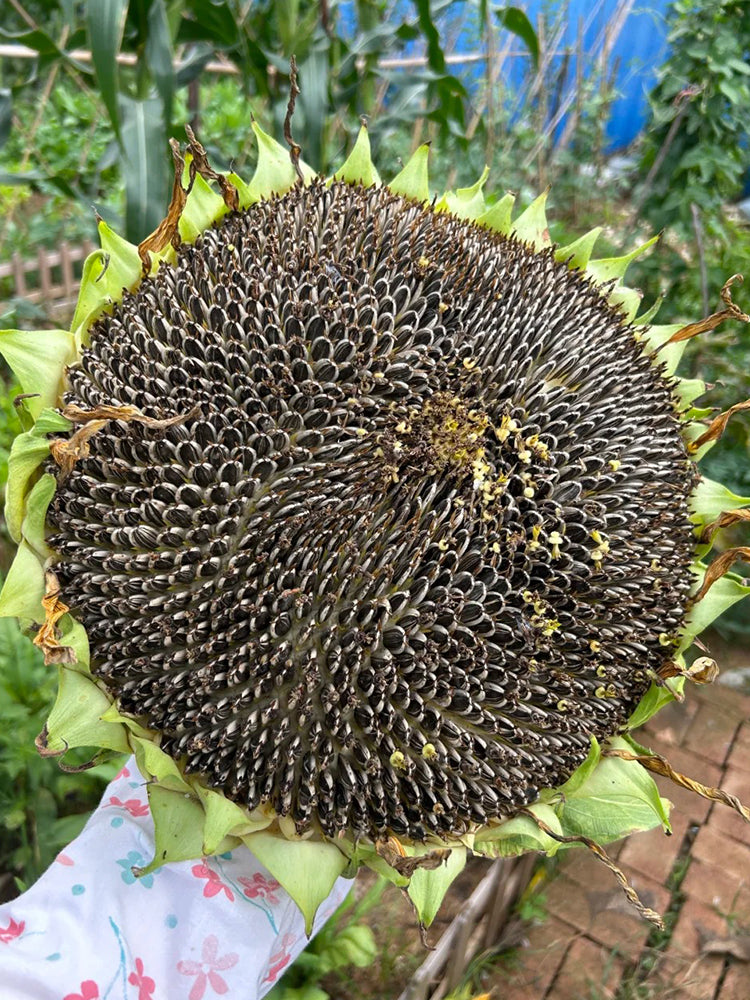 Large-seeded Edible Sunflower