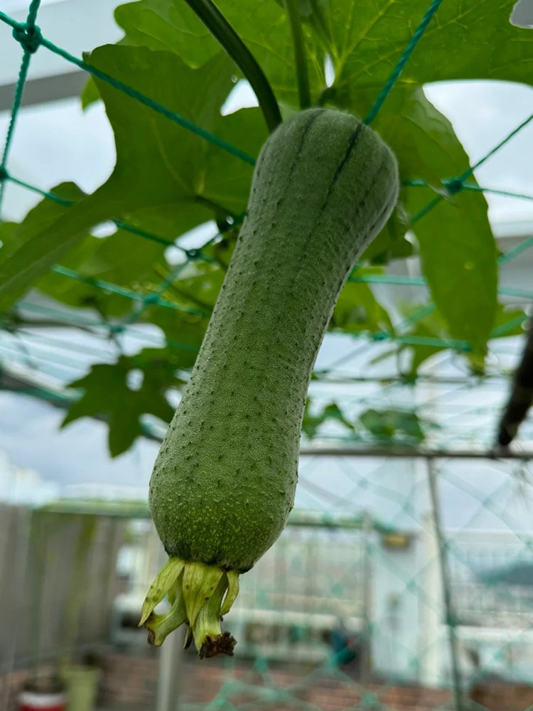 Yucui No.2 Large-Fleshed Luffa