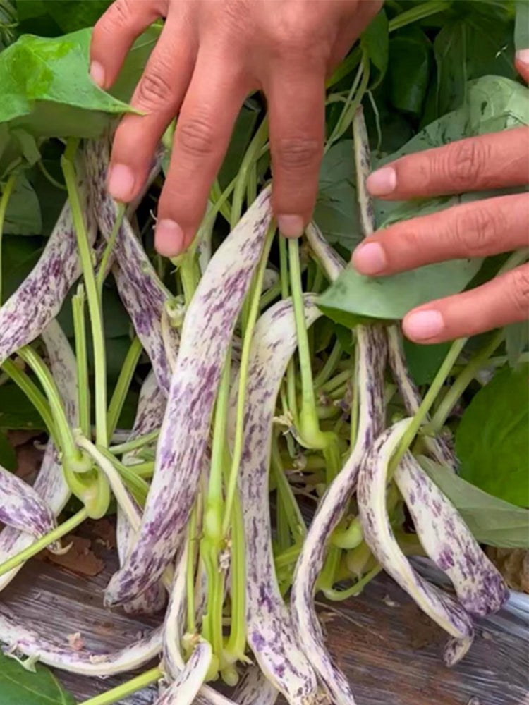 Purple Speckled Kidney Bean