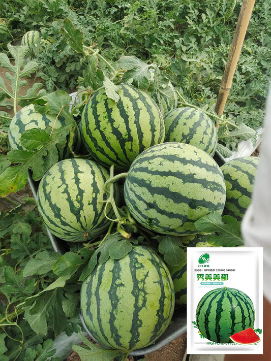 Xiumei Meidu Watermelon