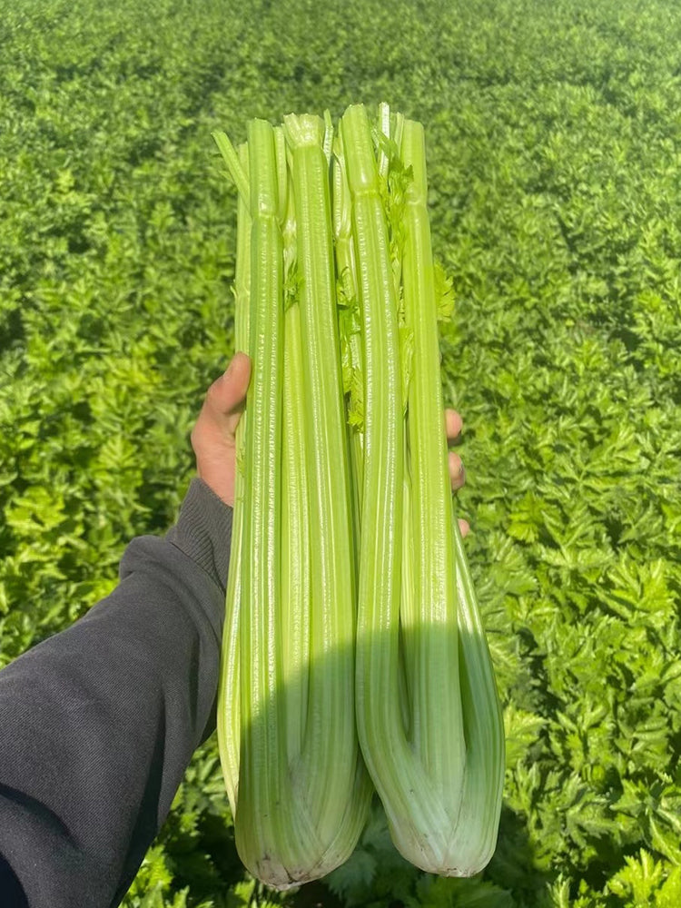 Crispy Jade Celery
