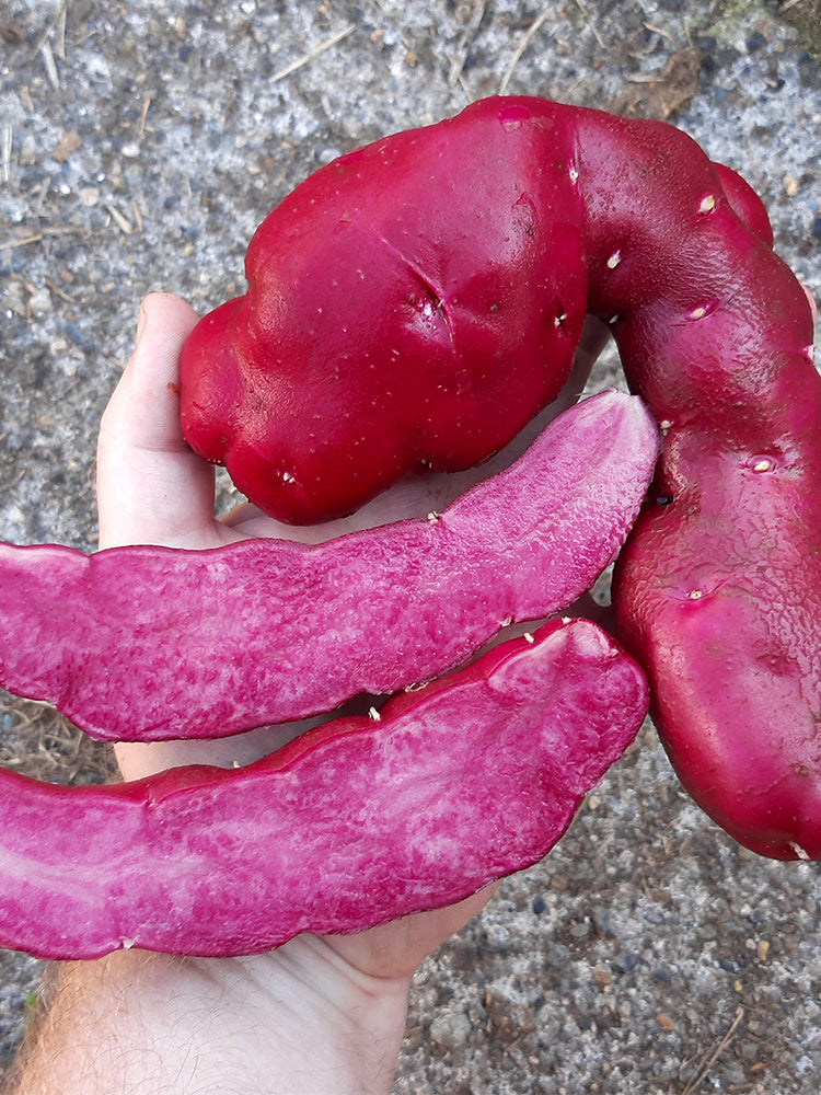 True Potato Seeds (TPS), Portly Fingerling