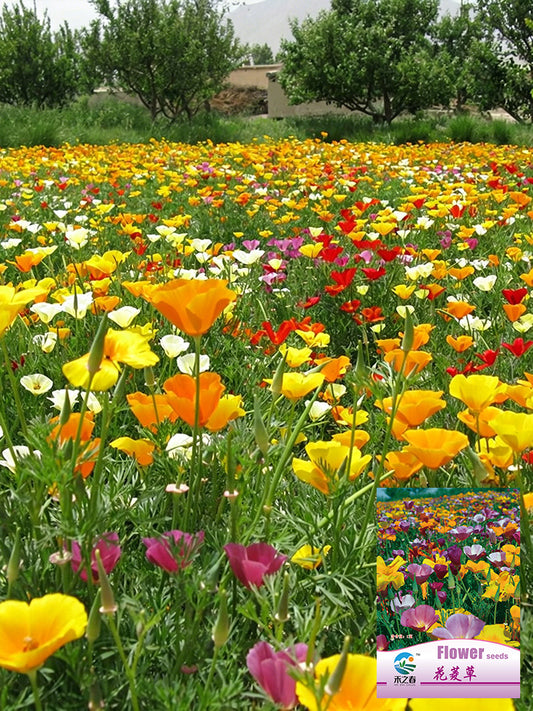Mixed Colour California Poppy