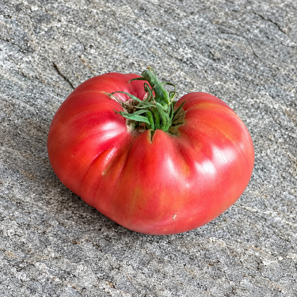 250 Jackass Red Dwarf Tomato