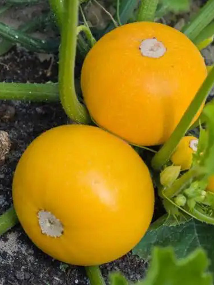 Yellow Pearl Zucchini