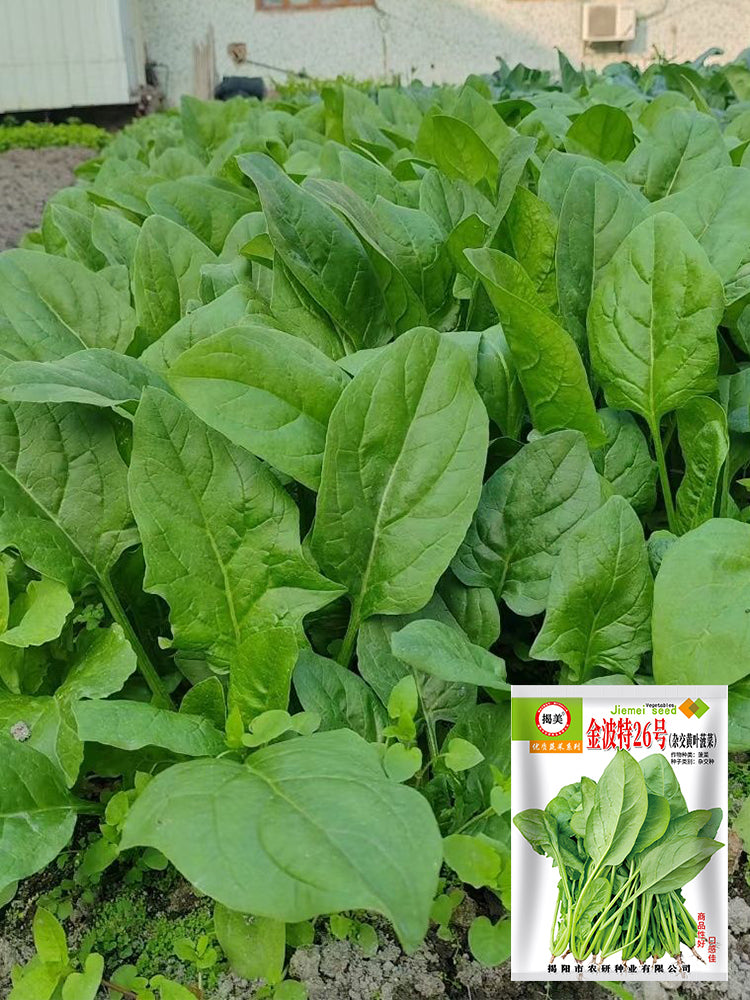 'Jinbote No.26' Spinach