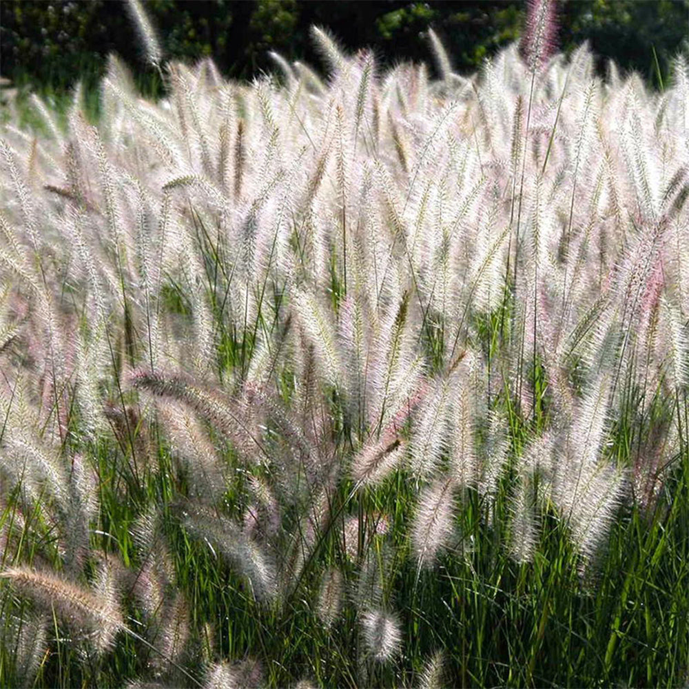 U2222 Purple Fountain Grass
