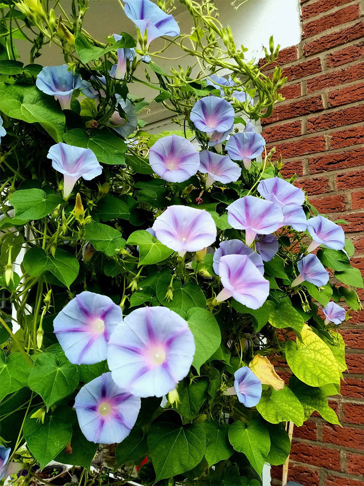 Hezhichun Morning Glory