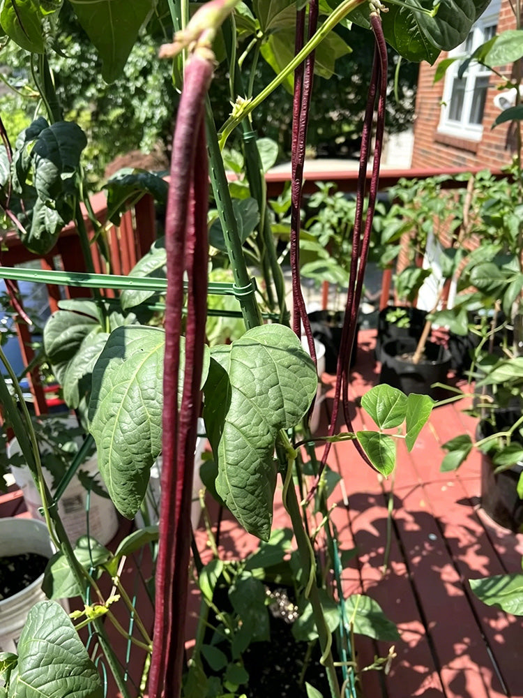 Chunqiu Red Cowpea
