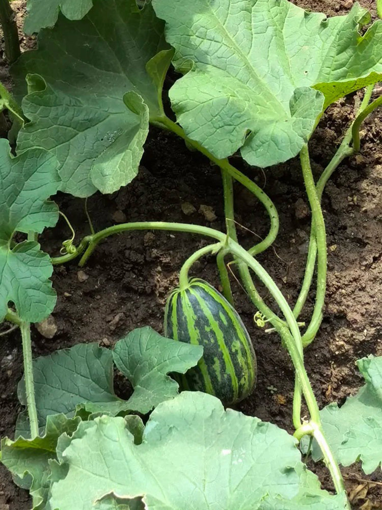 Bingtangzi High-Sugar Melon