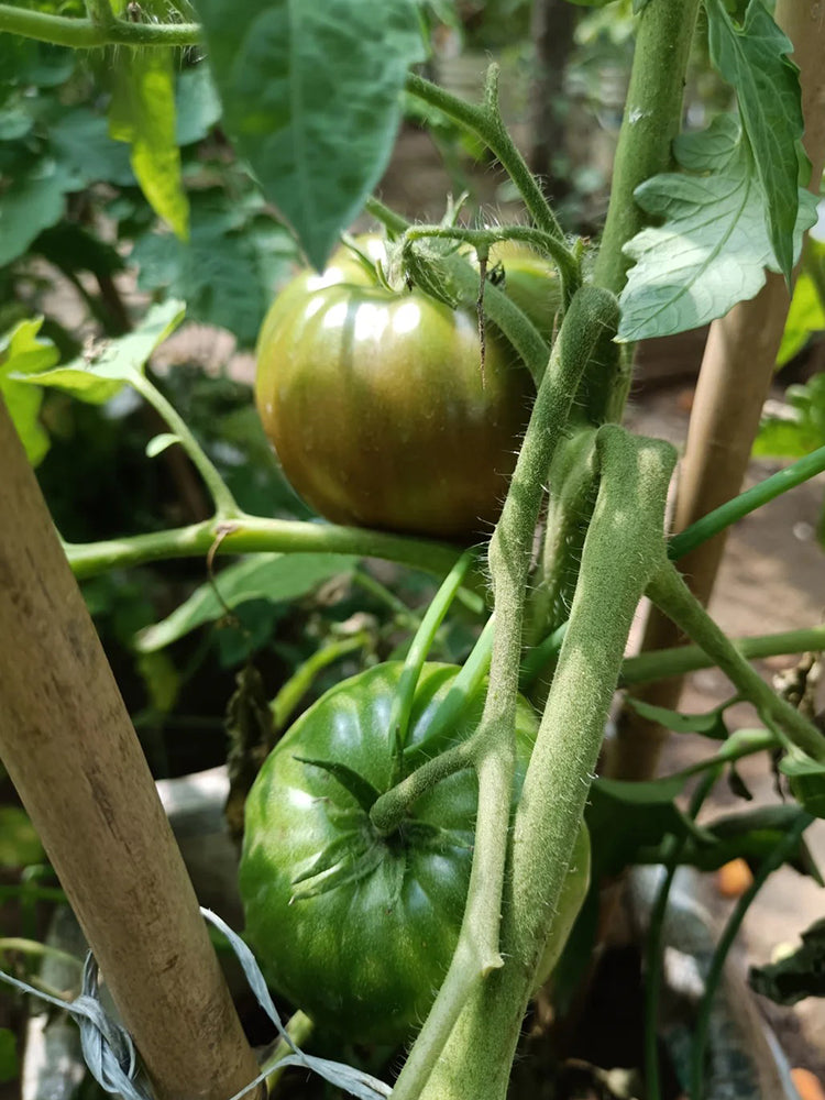 Cherokee Purple Tomato
