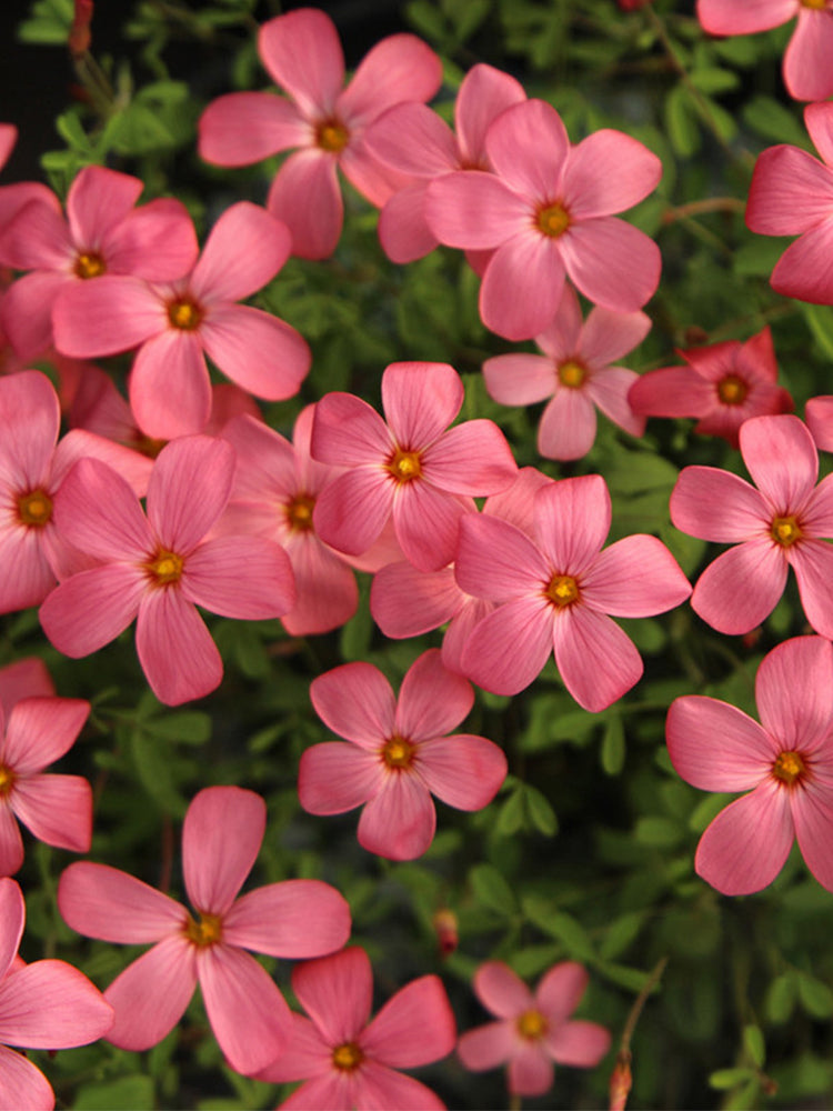 Oxalis 'Australian Wine Red'