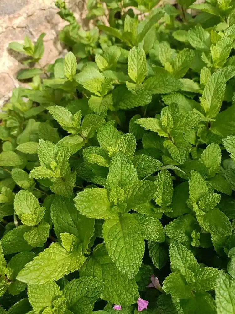 Spearmint (Mentha spicata L.)