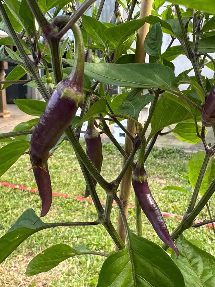 Cayenne Purple Pepper