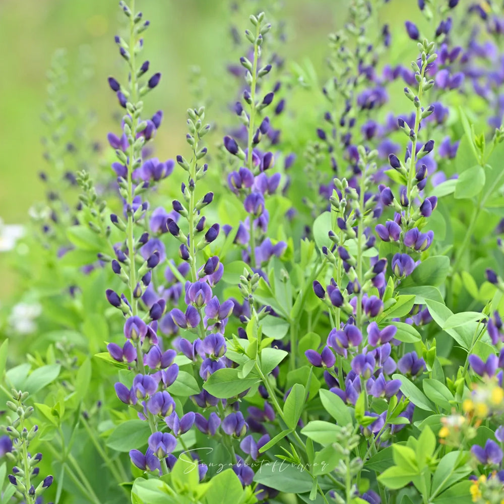 U2221 Blue False Indigo