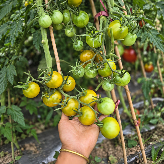192 Green Honey Tomato