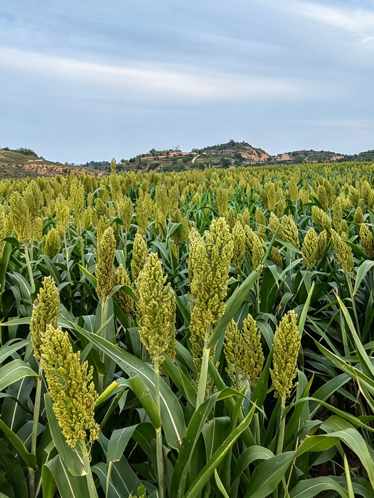 'Bainuo No.1' White Waxy Sorghum