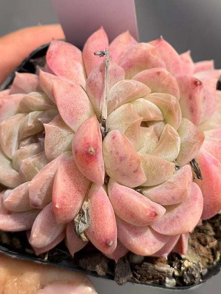 Echeveria 'Peach Pride'‌