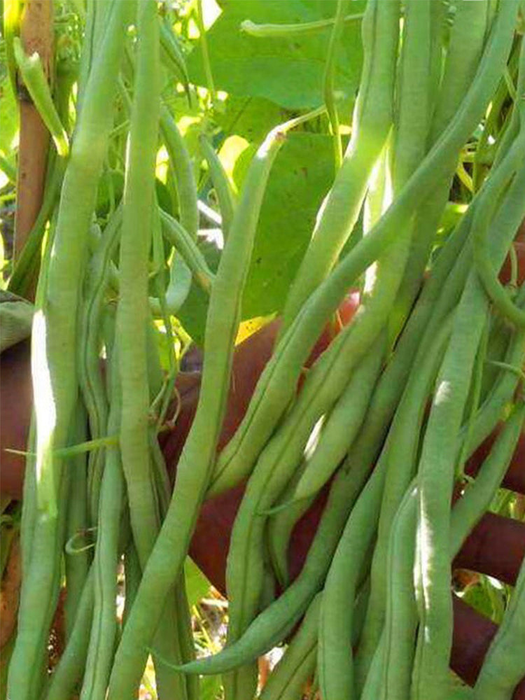 Stringless Snap Beans