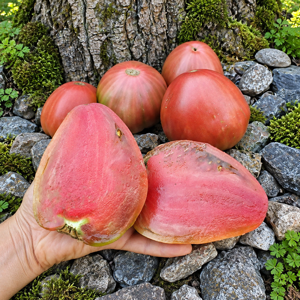 339 Tundra Tomato