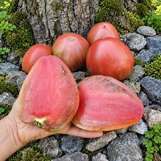 339 Tundra Tomato