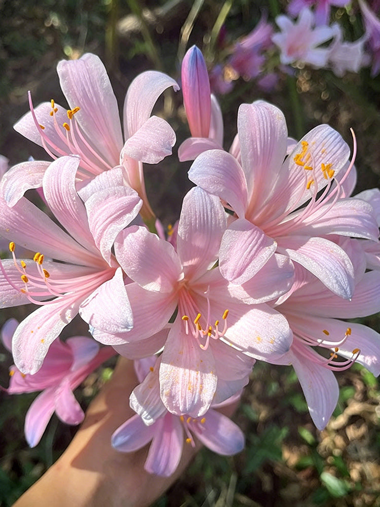 Sprenger's Surprise Lily
