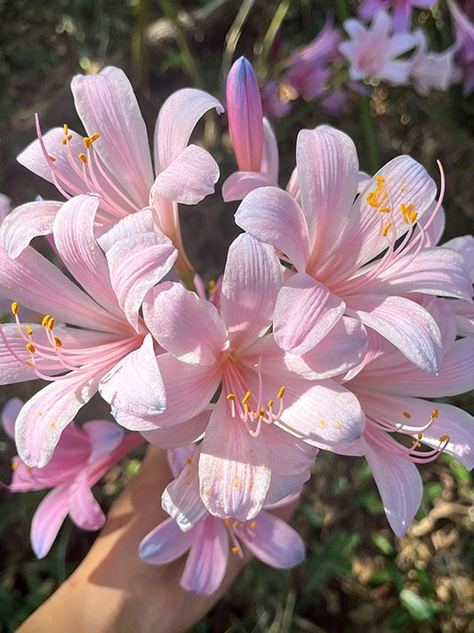 Sprenger's Surprise Lily