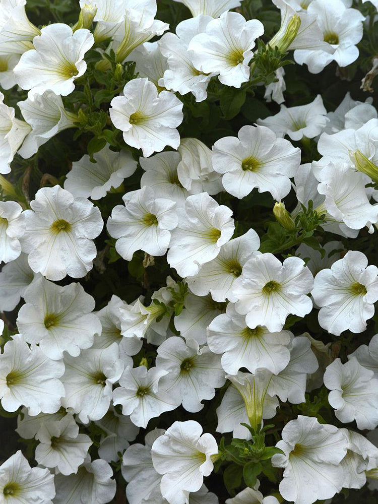 White Hybrid Petunia